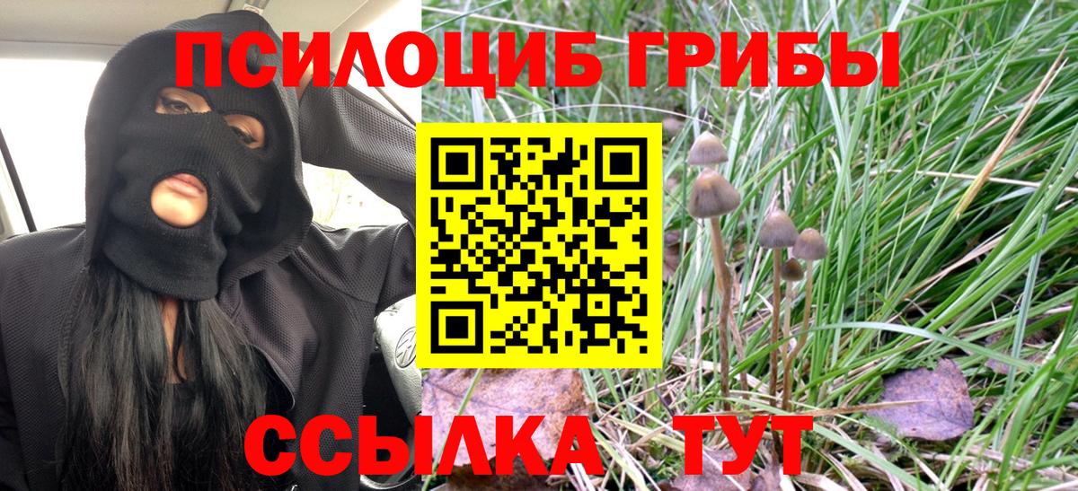 Псилоцибиновые грибы Psilocybine cubensis Малгобек