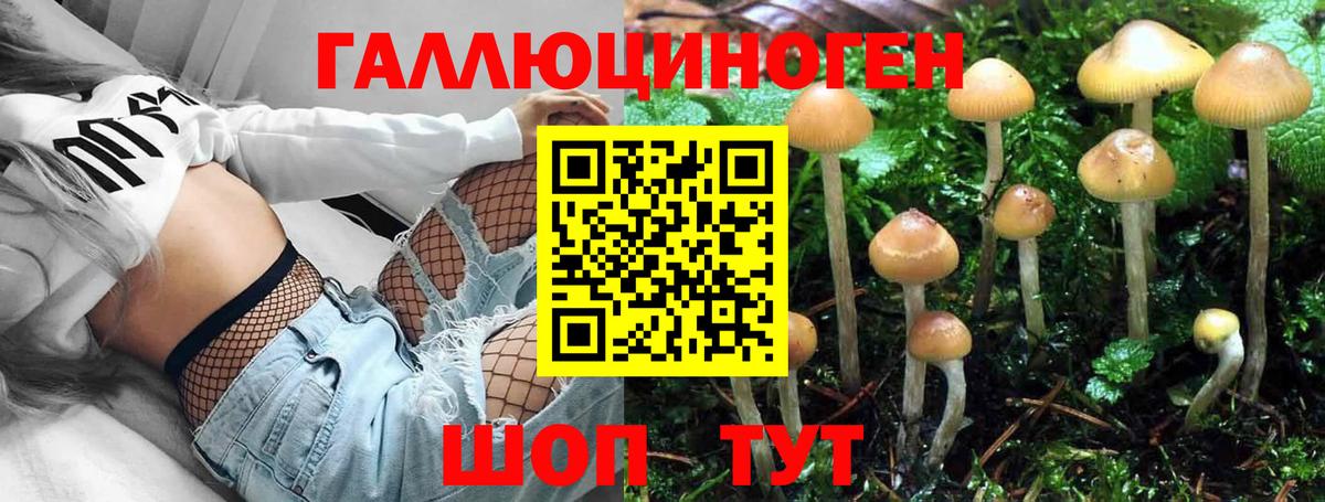 Малгобек  Галлюциногенные грибы GOLDEN TEACHER  Псилоцибиновые грибы MAGIC MUSHROOMS  Вход с VPN 